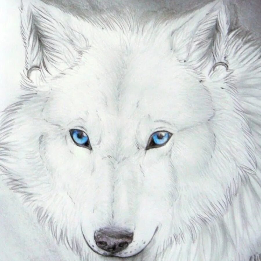 тату белая волчица. тотемный волк. тотем ворон и волк. арт голова волка. эскиз волка с белыми глазами.