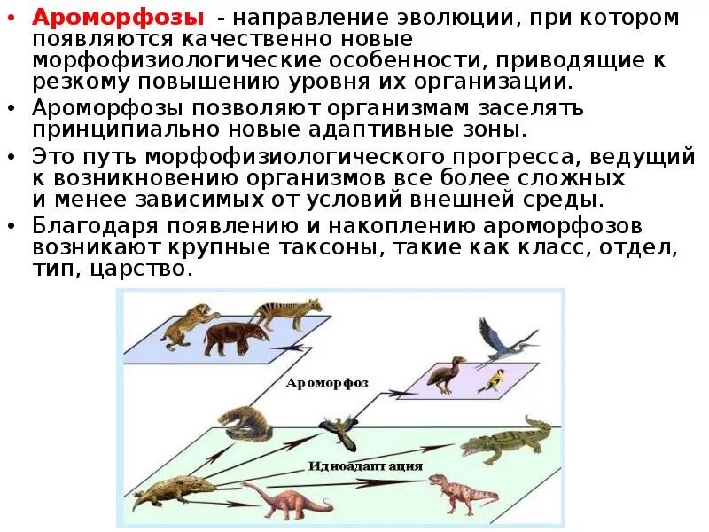 Ароморфозы эволюционные изменения. Ароморфозы в эволюции. Ароморфозы в эволюции животных. Ароморфозы животных в процессе эволюции.