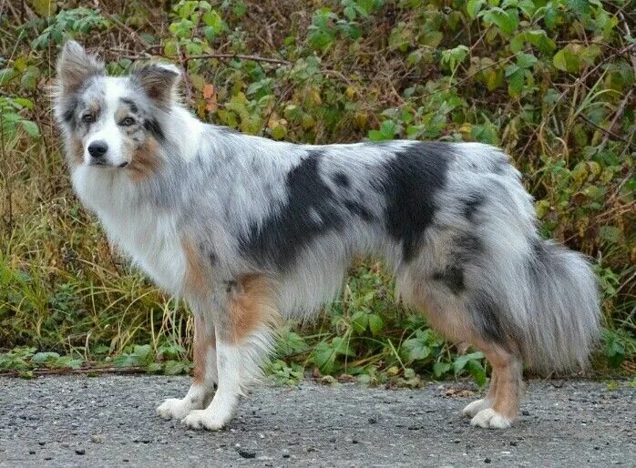 Бордер колли blue merle. Бордер колли мерль мраморный. Шелти окрас блю-мерль. Бордер блю. Бордер блю.