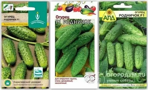 Сорт огурцов родничок описание