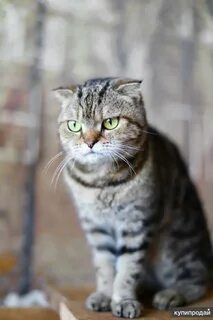 Кошки в добрые руки самара