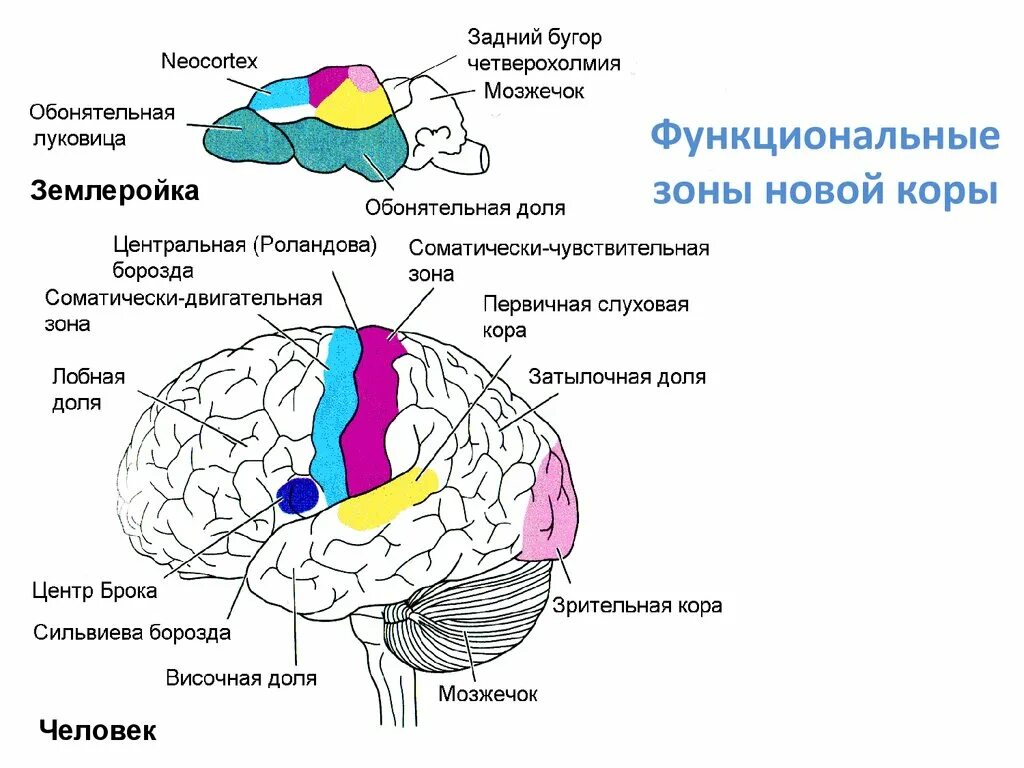 В теменной доле анализаторы. Сильвиева борозда головного мозга. Функциональные зоны коры. Функциональные корковые зоны.