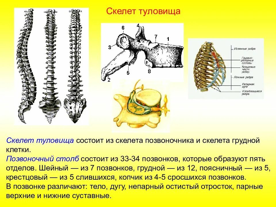 Скелет туловища тема. Скелет туловища соединение костей. соединение костей туловища тип соединения. скелет туловища отделы грудная клетка строение соединение костей. скелет туловища тип соединения костей.