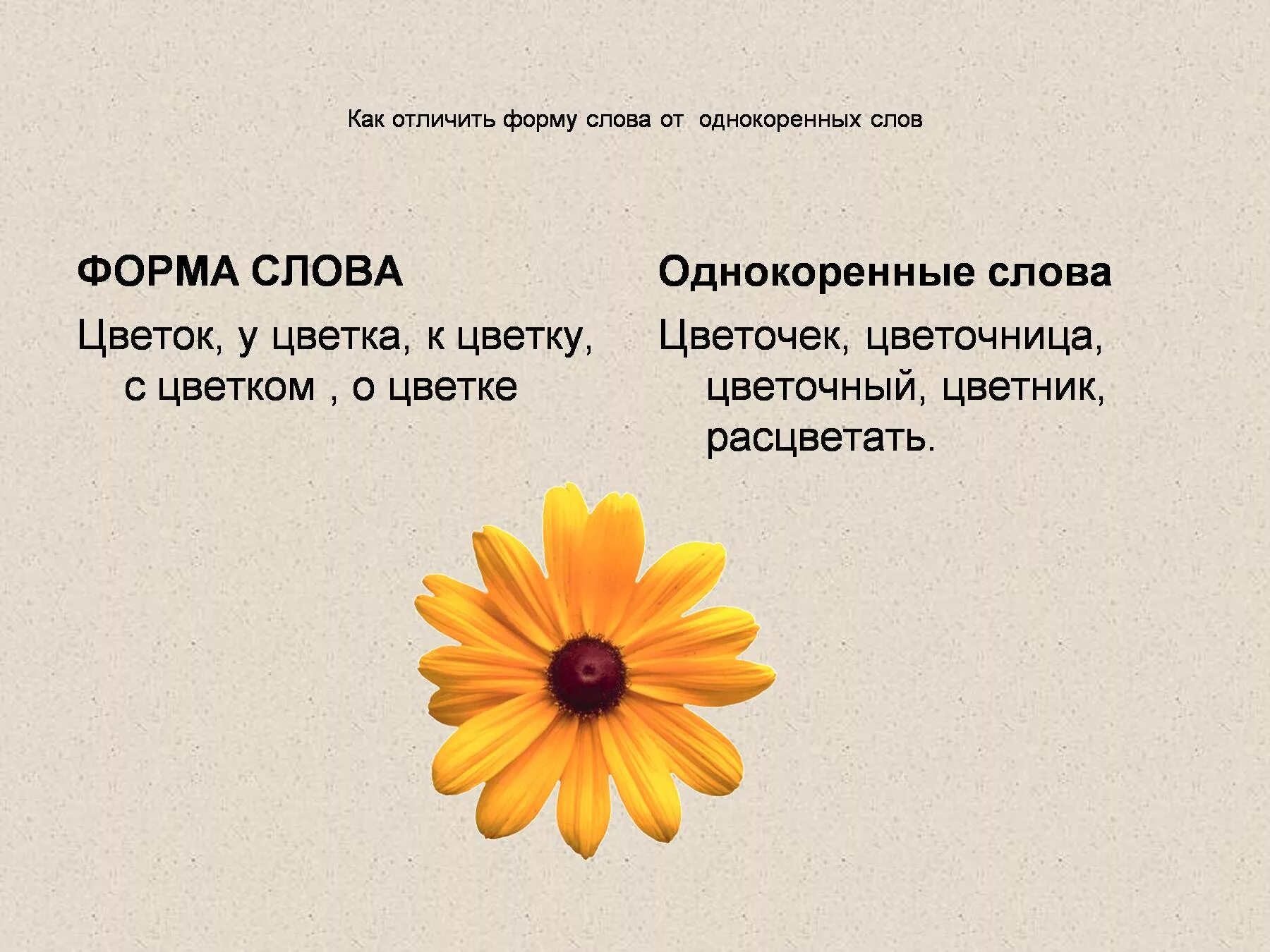 Как отличить форму. Форма слова цветок. Цветок однокоренные слова. Однокоренные слова к слову цветок. Однокоренные слова к цветк.