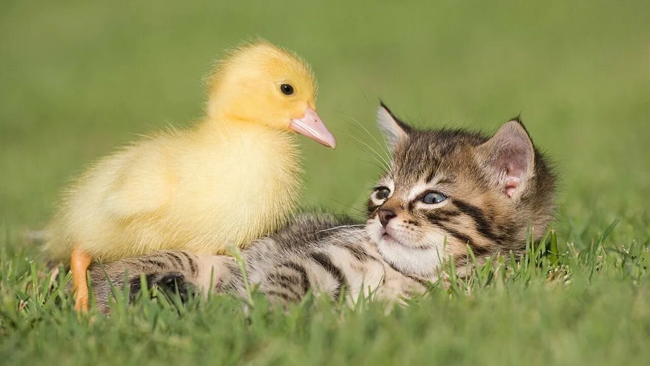 Cat duck. Котенок и утенок. Котенок и цыпленок. Милые котята и утята. Милые цыплята и котята.