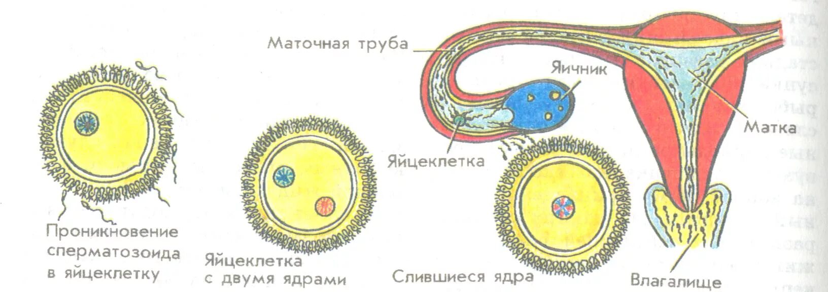 Процесс оплодотворения яйцеклетки схема. Оплодотворение яйцеклетки сперматозоидом схема. Движение яйцеклетки в матку блок схема. Оплодотворение яйцеклетки биология.