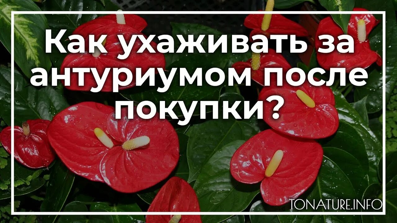 Антуриум как ухаживать в домашних условиях после покупки. Как ухаживать за антуриумом в домашних условиях после покупки. Антуриум уход и условия. Как ухаживать за антуриумом после покупки.