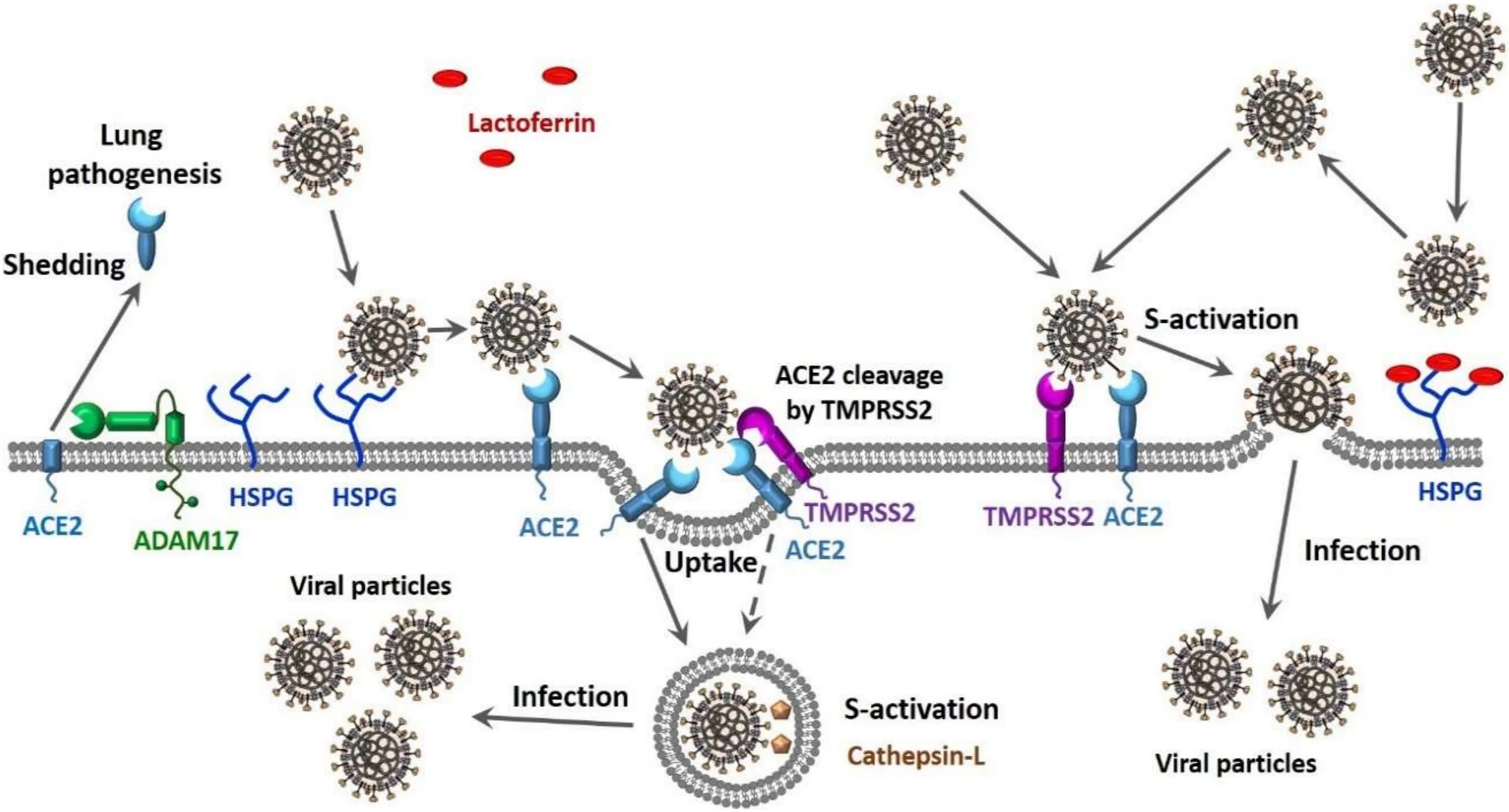 Вирус сарс группа патогенности. Строение вируса SARS-cov-2. Штаммы SARS-cov-2. Атомарная модель коронавируса SARS-cov-2. Патогенез SARS-cov-2.