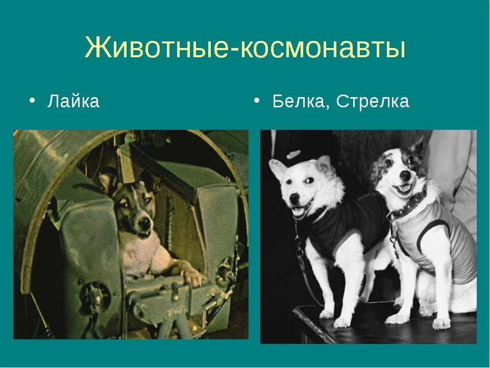 1 собака лайка. Собаки-космонавты белка и стрелка-1. Первая собака космонавт лайка. Собака лайка первая в космосе для детей. Собаки лайка белка и стрелка.
