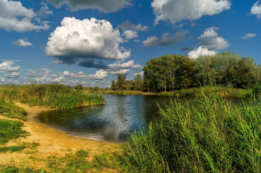 река локныш. по берегам малых рек. по берегам малых рек. малые реки. заросли у реки.