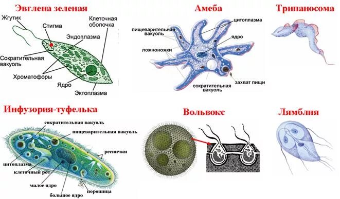 Каким способом осуществляется поглощение амебой клеток водорослей. Амеба эвглена инфузория. Амеба инфузория туфелька эвглена зеленая. Строение одноклеточных. Строение одноклеточных животных.