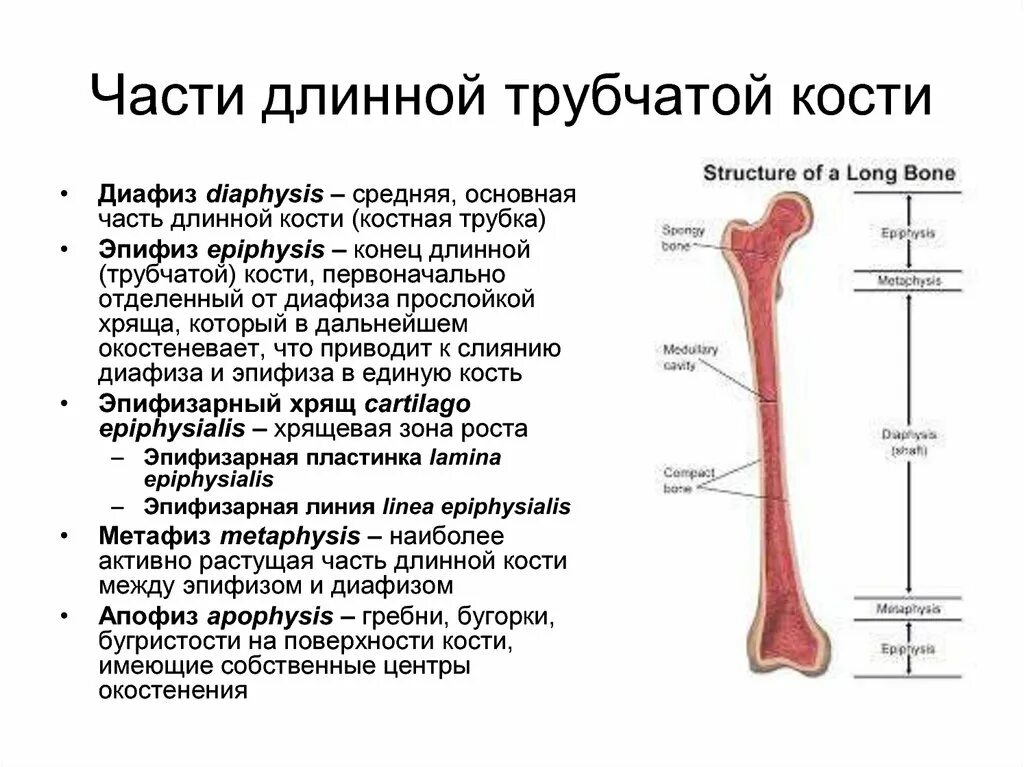 Трубчатые кости функции. Трубчатая кость эпифиз диафиз метафиз. Основные части длинной трубчатой кости. Строение длинной трубчатой кости. Части трубчатой кости диафиз.