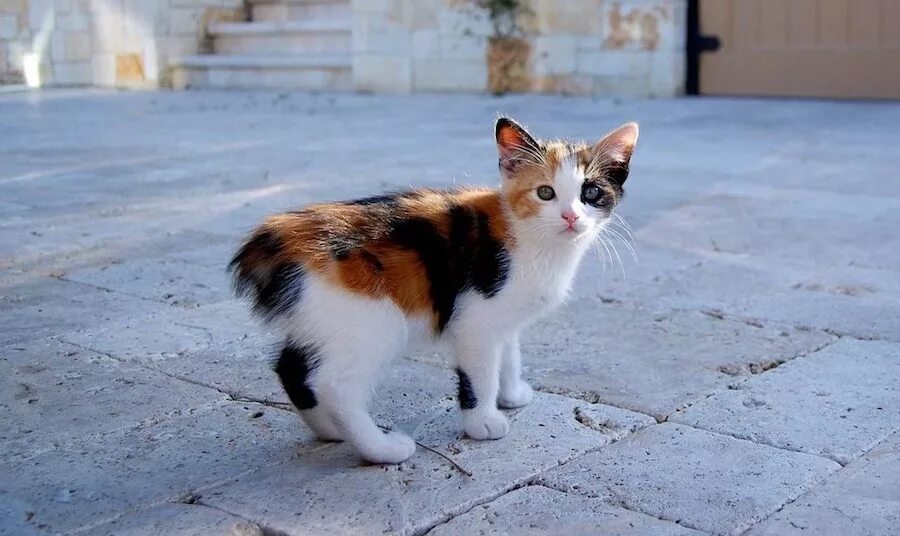Трехцветные коты мужского пола. Мэнкс (мэнская бесхвостая кошка). мэнкс трехцветный. мэнкс порода кошек трехцветные. бесхвостая кошка остров мэн.