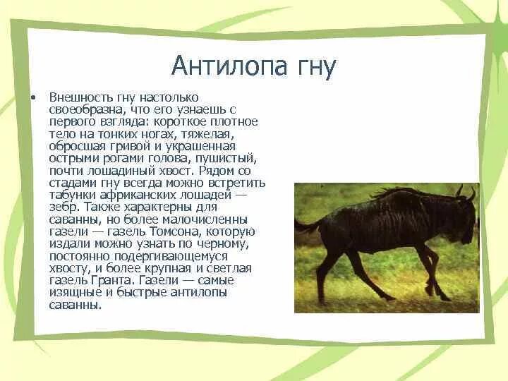 Что значит гну. Сообщение про гну. Антилопа гну. Антилопа гну интересные факты. Антилопа гну картинки с описанием.