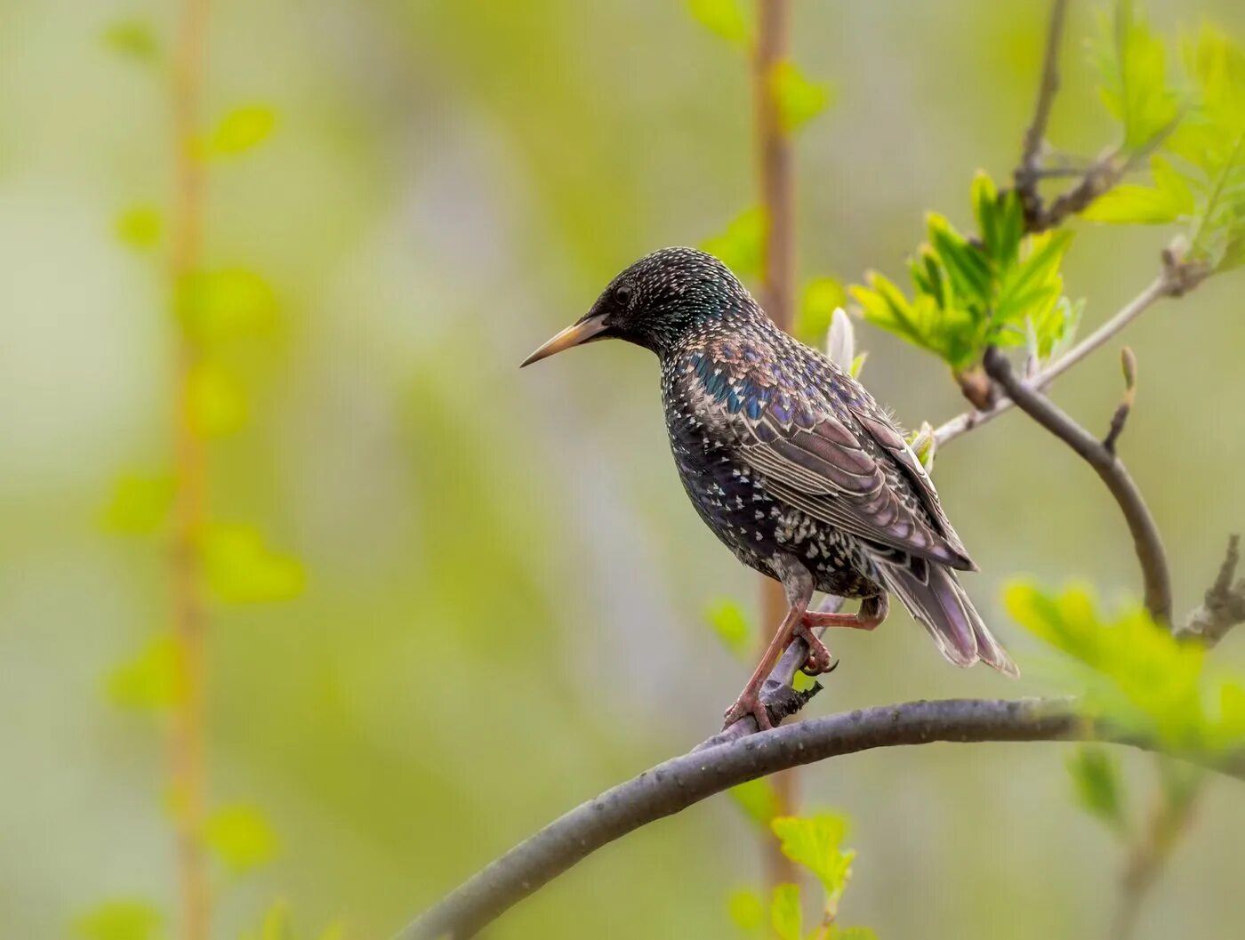 Мальчик со скворцом. Китайский скворец. Белогрудый скворец. Скворцы рассказ куприна. План рассказа скворцы куприн 5 частей.