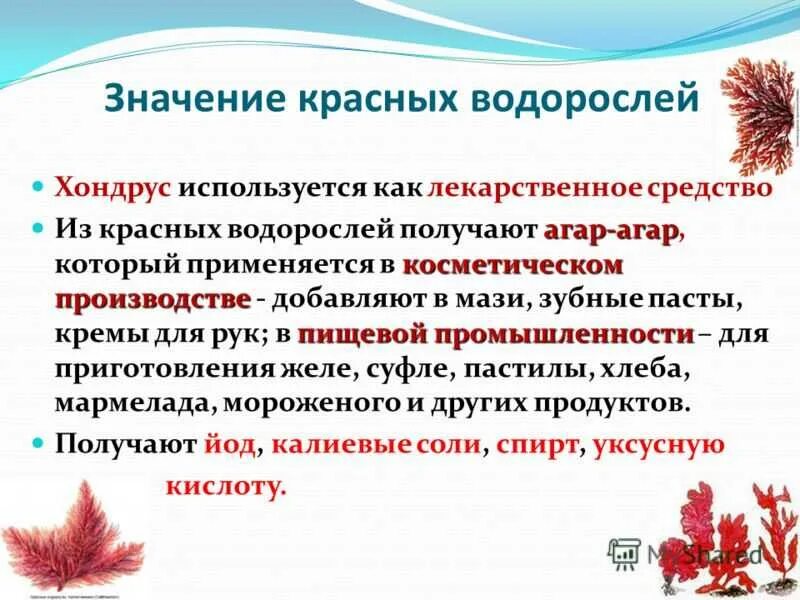 Каково значение бурых водорослей в жизни