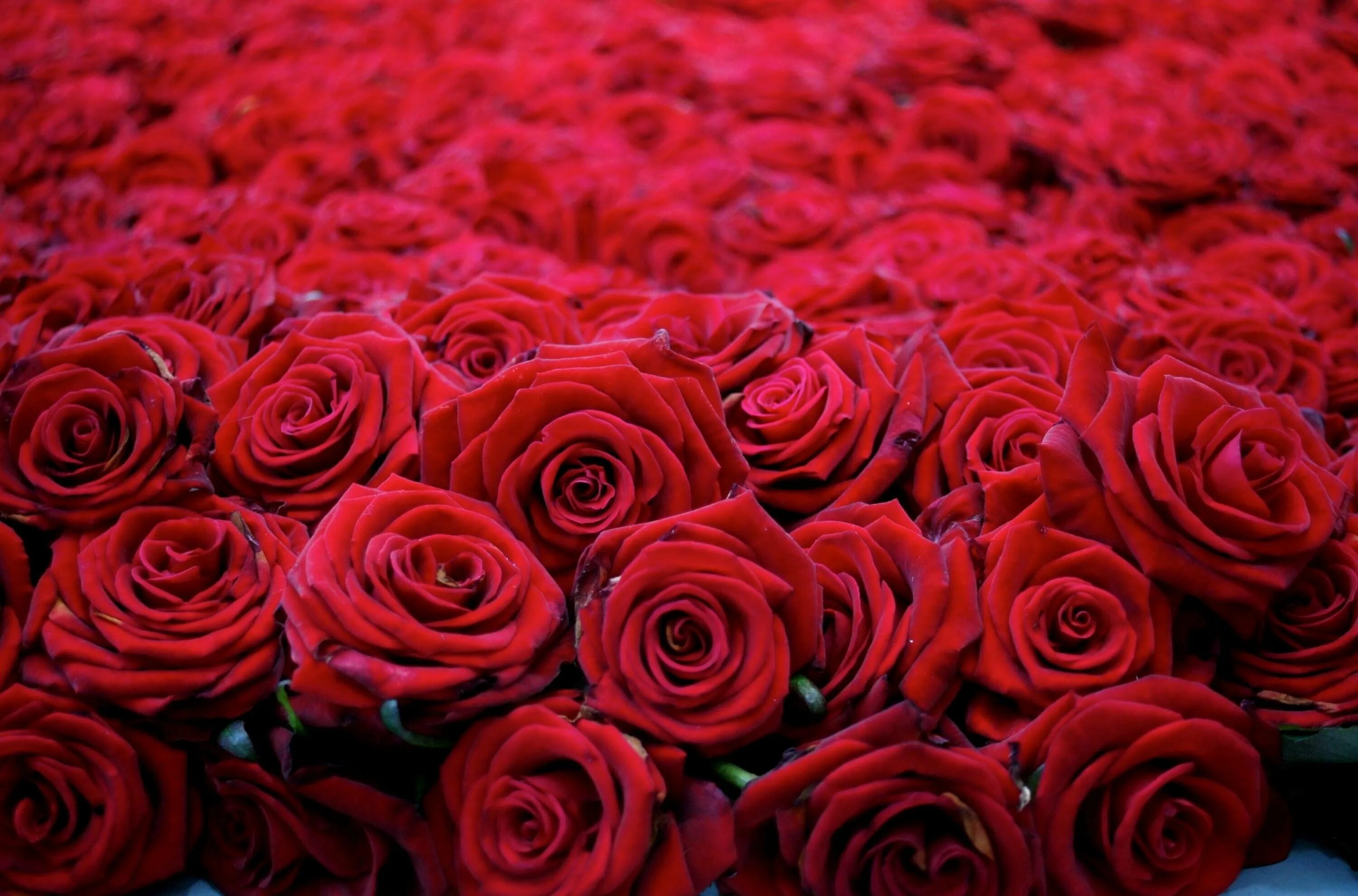 Красный гудеть. Цветы розы. Красивые розы. Красные розы. Шикарные цветы.