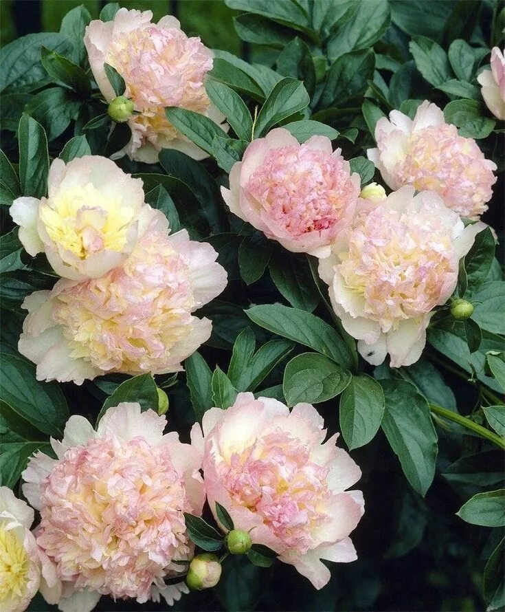 Raspberry sundae. Пион распберри сандей. Пион распберри сандей. Пион распберри сандей. Пион распберри сандей paeonia raspberry sundae.