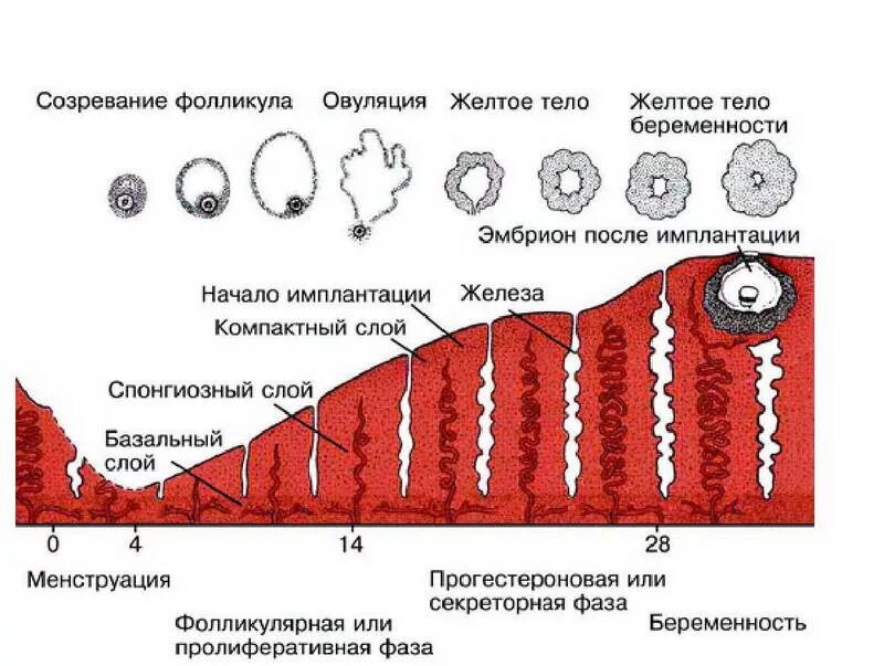 Какой эндометрий при месячных. Маточный цикл менструационного цикла. Маточный цикл фазы схема. Маточный цикл 4 фазы схема. Фазы менструационного цикла эндометрия.