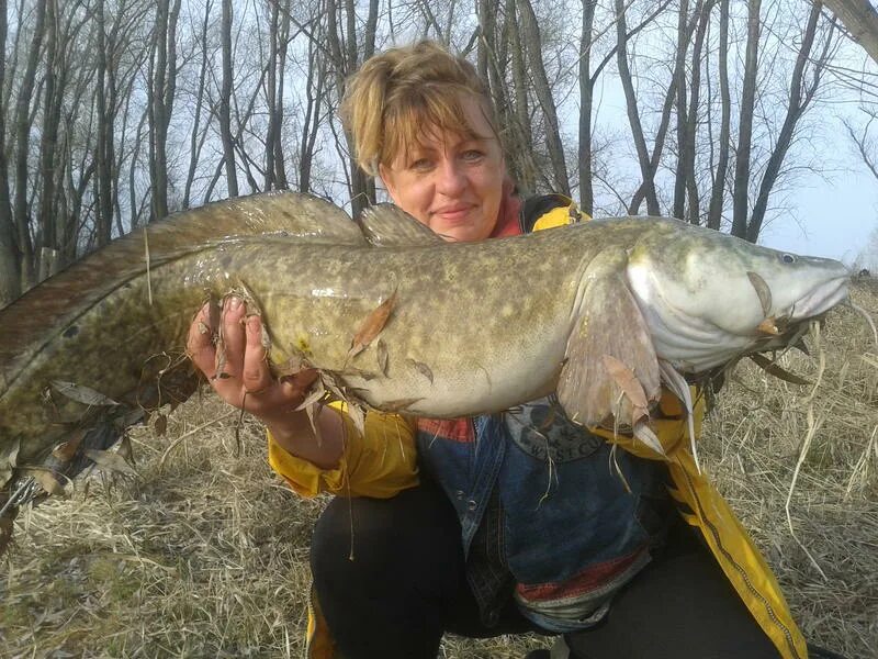 Самая большая рыба в калининградской области. Налим в Иртыше Омск. Налим рыба. Налим 30 кг. Налим 8 кг.