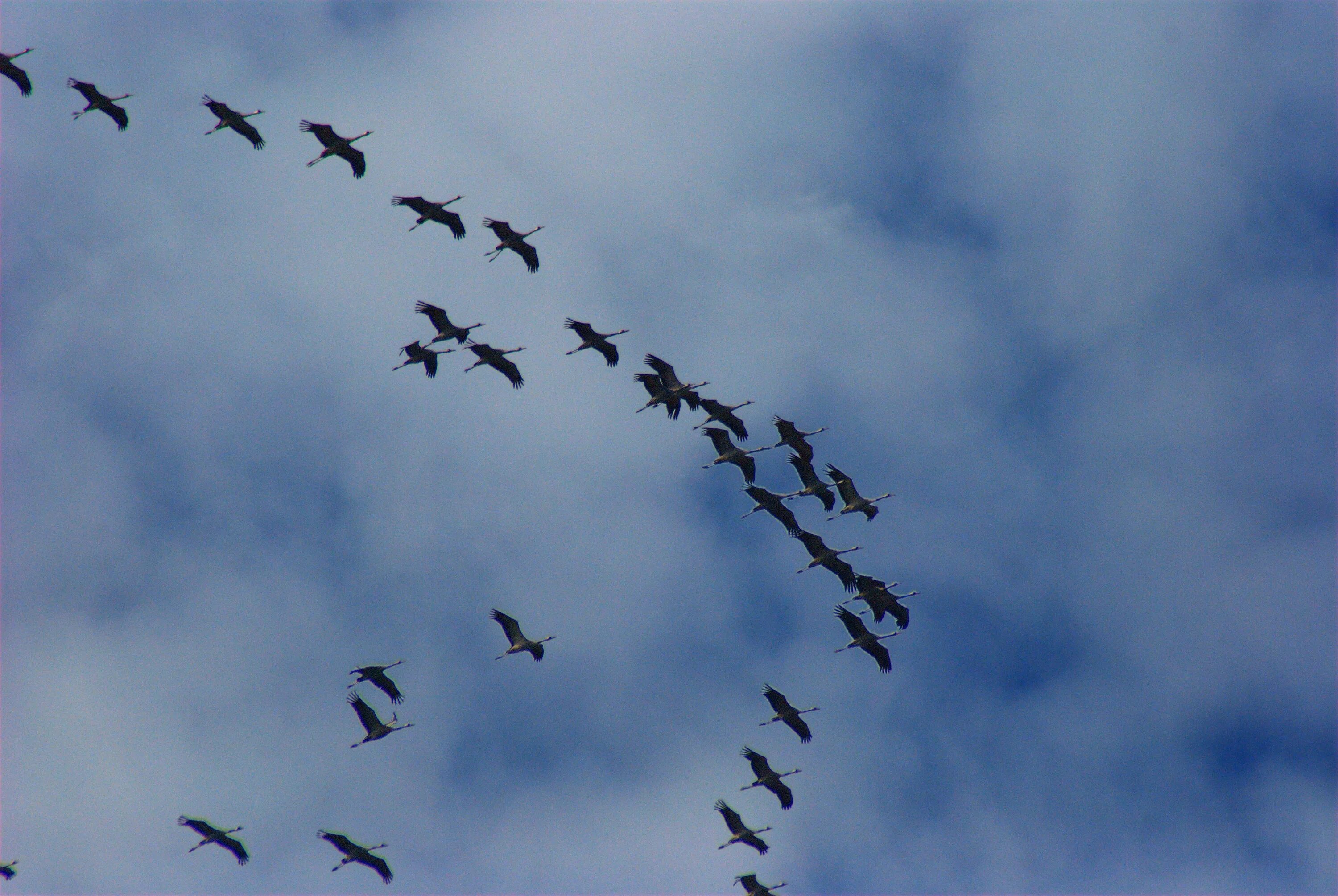 Птицы перелетают 2. Стая перелетных птиц. Миграция птиц. Стая птиц в небе. Мигрирующие птицы.