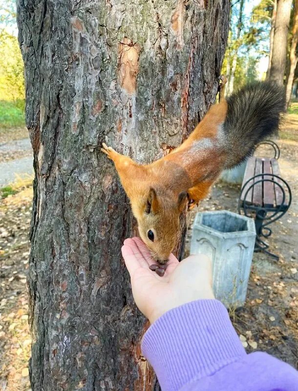 бельчонок 2023 2024. бельчонок 2023 2024. белка. картинки белочки дружные. механизм всасывания углеводов биохимия.