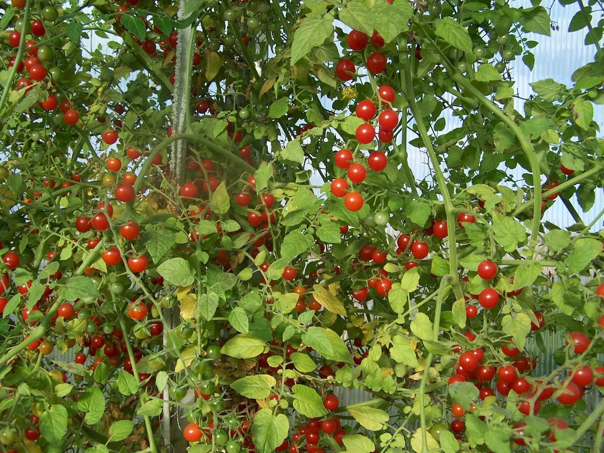 Томат сорняки. Томат дикий Lycopersicon pimpinellifolium. Свит Пиа томат. Дикие помидоры Свит Пиа. Томат смородинолистный.