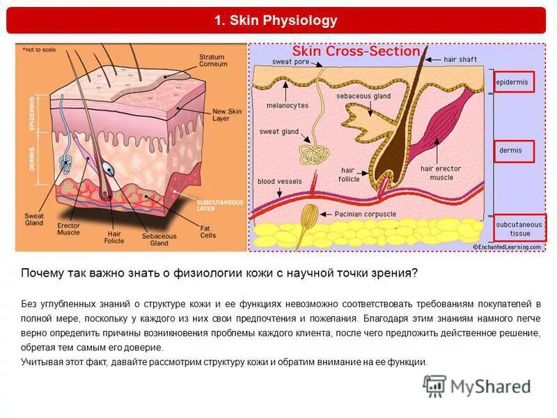 Строение и функции кожи кожные образования. Эпидермис дерма гиподерма строение. Кожный покров строение кожи анатомия животных. Строение кожного покрова млекопитающих рисунок. Физиология кожи животных.