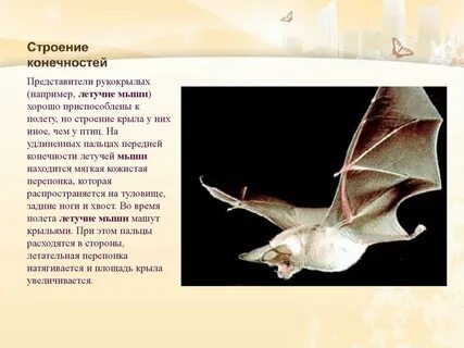 Конечности летучих мышей