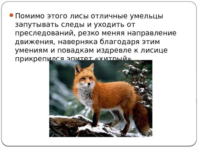 Почему лисица. Почему лиса хитрая. Почему лису называют хитрой. Мое отношение к лисе. Лиса относится к группе