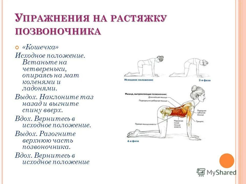 Упражнения на спину польза. Упражнение кошечка для позвоночника. Упражнения для спины на четвереньках. Упражнение кошечка для спины исходное положение. Упражнение кошка для спины.