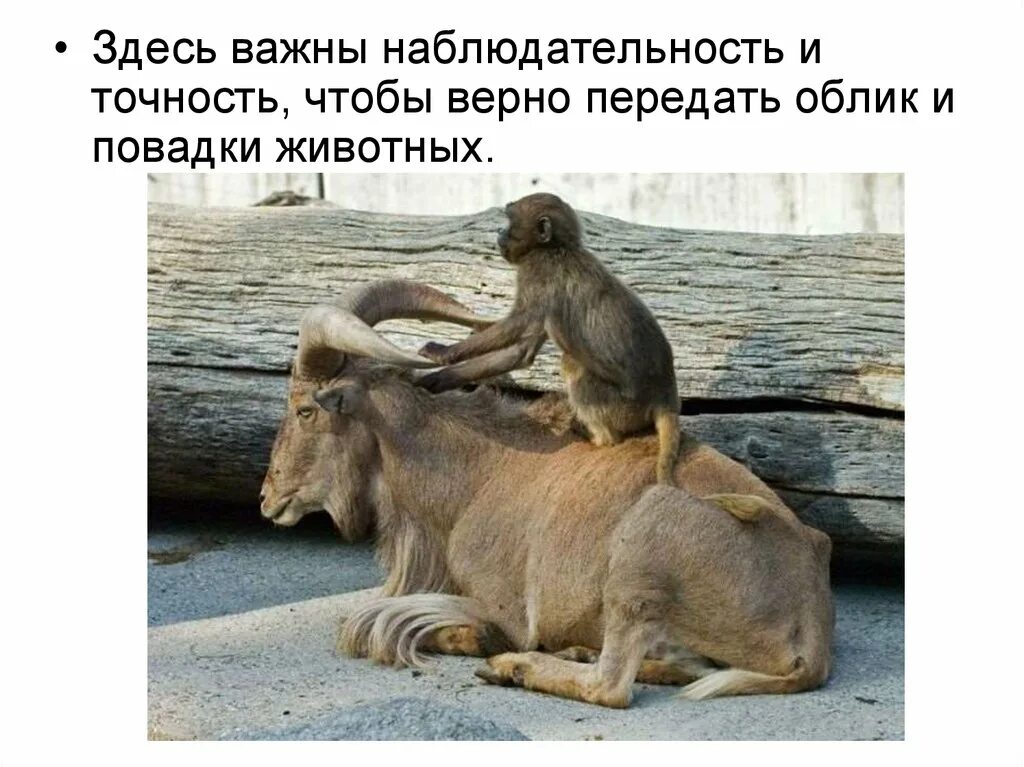 Что такое повадки животных