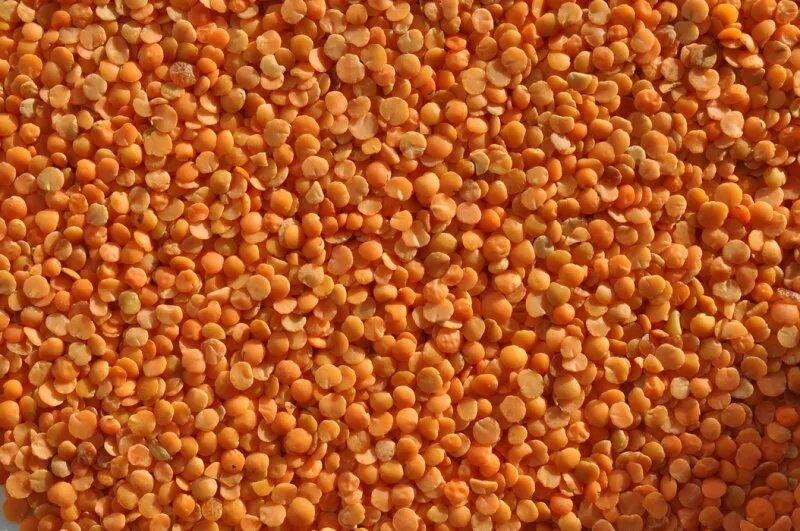 Lentil. Чечевица красная (red split lentils). чечевица красная шлифованная. чечевица красная 1 кг. анфия чечевица.