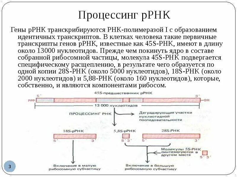 Процессинг пре РРНК. Процессинг предшественника РРНК. Процессинг ТРНК У эукариот. Процессинг ТРНК И РРНК У эукариот. Последовательность этапов процессинга