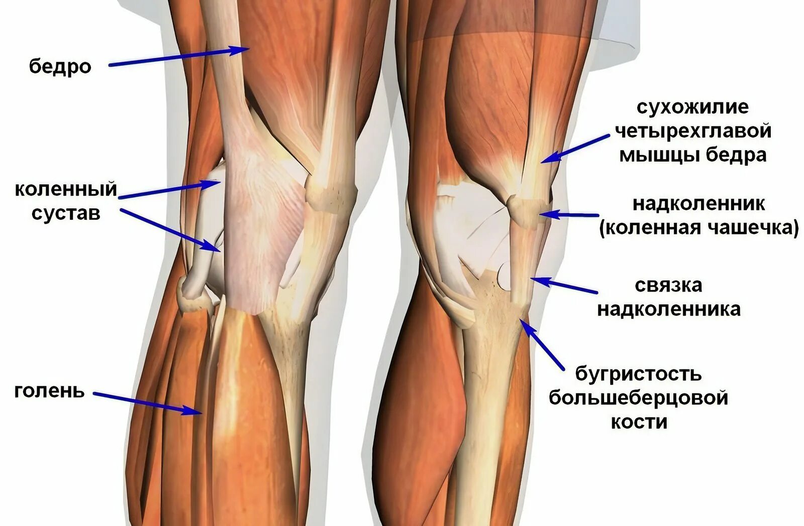Болит под коленкой. Коленный сустав связки и сухожилия анатомия. Строение коленного сустава связки и мышцы и сухожилия. Мышцы и связки коленного сустава анатомия. Мышцы коленного сустава анатомия.
