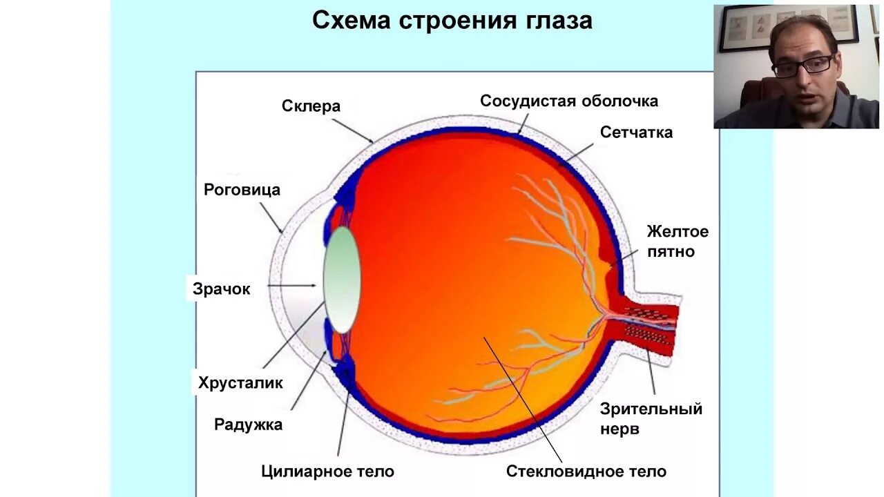 Строение желтого пятна глаза. Склера роговица слепое пятно. Слепое пятно глаза анатомия. Строение желтого пятна сетчатки. Сетчатка и сосудистая оболочка.