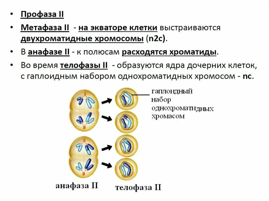 Мейоз 2 гаплоидных ядра. Анафаза мейоза 2 хромосомы двухроматидные. В телофазе мейоза 2 хромосомы двухроматидные. Метафаза 2 набор хромосом. Дочерних клетках любого организма при митозе образуется