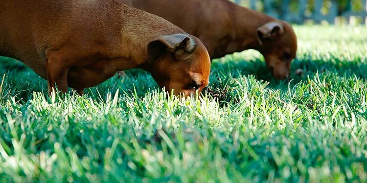 Почему собака ест траву на улице. Собака на траве. Травяная собака.