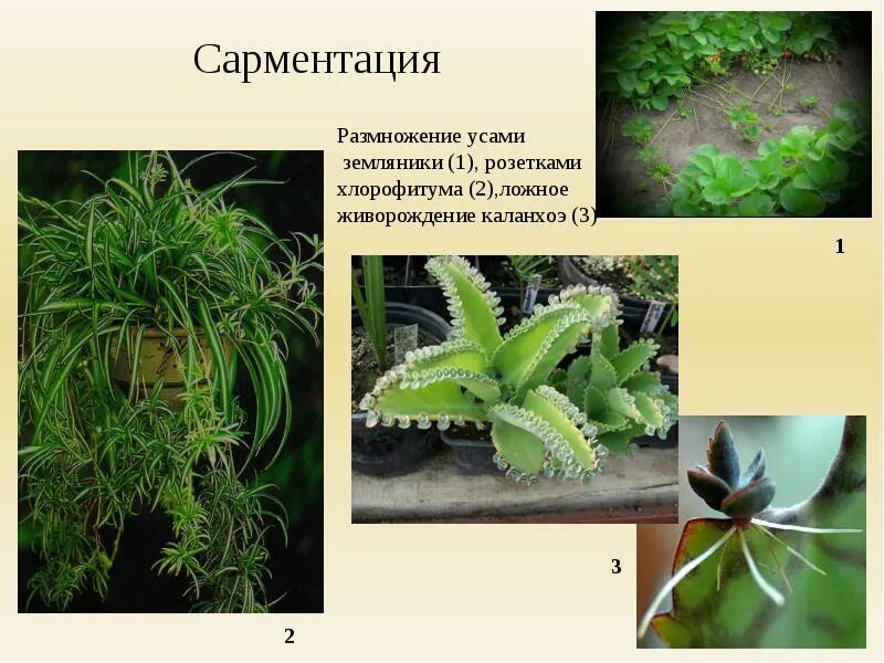 Хлорофитум вегетативное размножение какое. Цветы комнатные размножающиеся усами. вегетативное размножение растений. растения размножаются живорождением. вегетативное размножение хлорофитума.