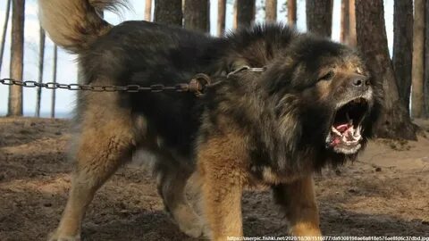 Тигр львиный волкодав