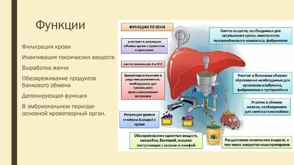 Можно греть печень. Фильтрация крови в печени. Функции печени фильтрация. Функции печени человека.