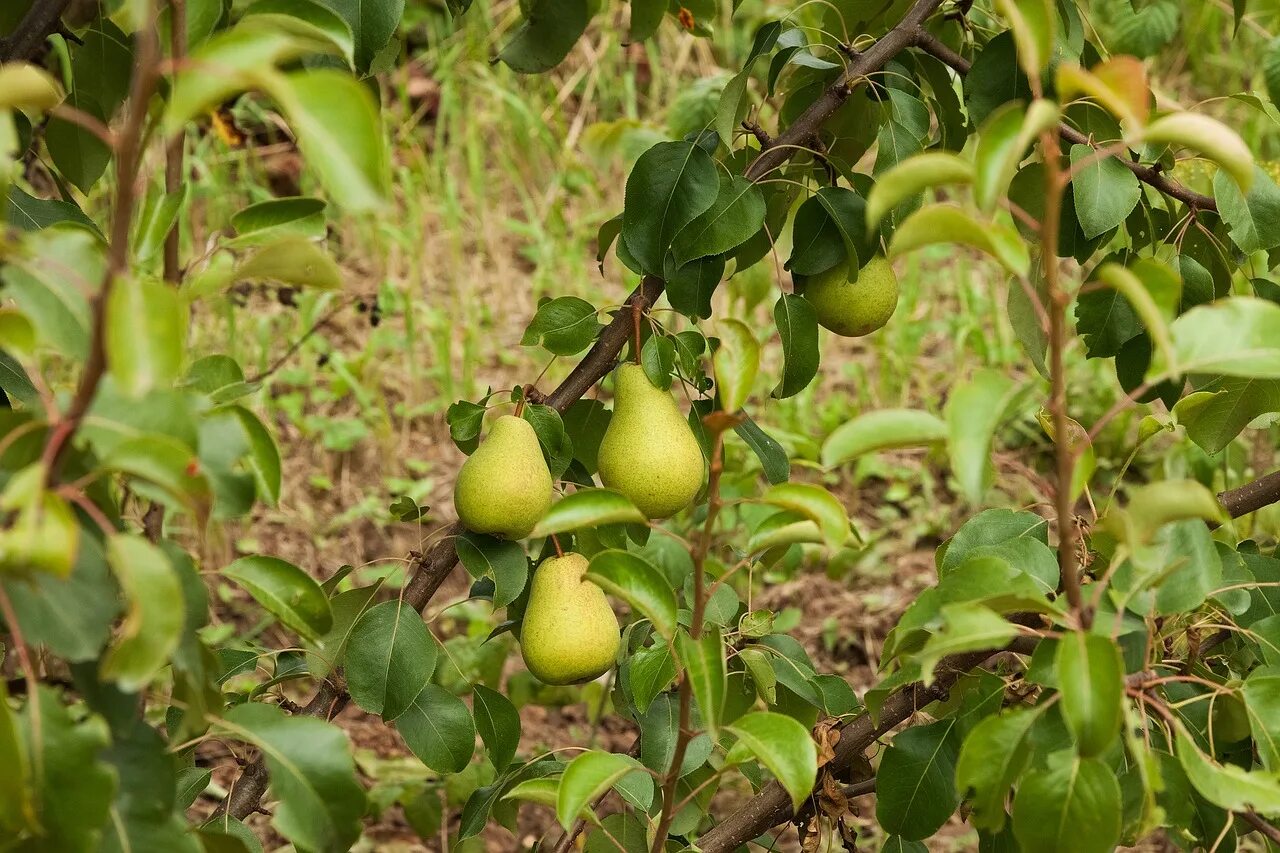 Груша бергамот. Сад огород груша. Груша для дома. Груша лель дерево. Груша армут.