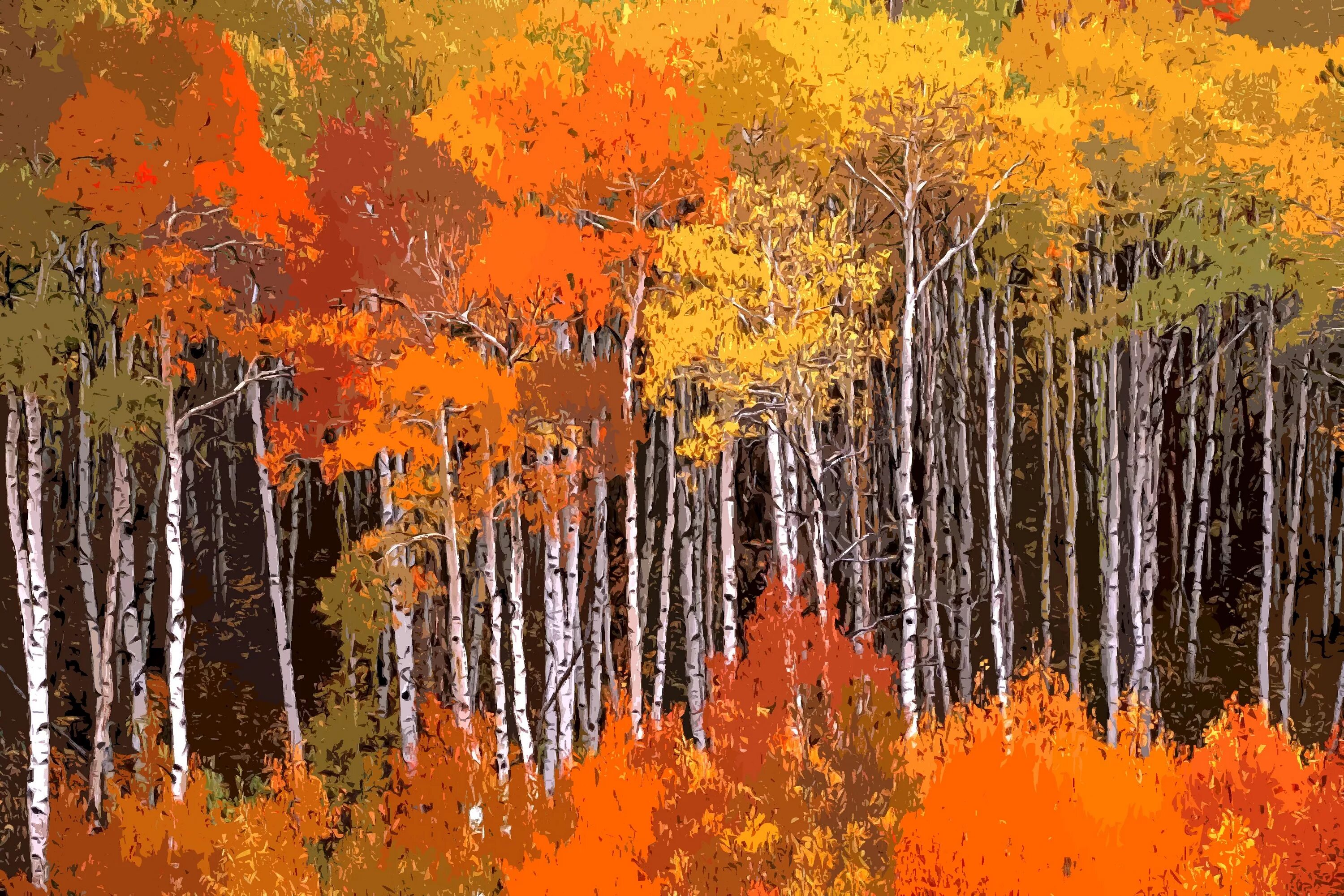 White Aspen Forest Steven friedman, Landscape, Landscape photography