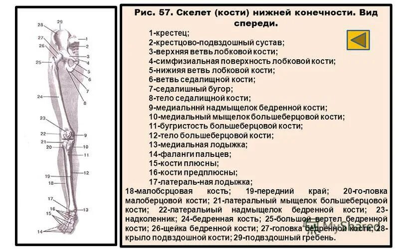 Верхняя и нижняя неделя