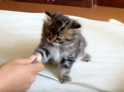 Видео коты давай