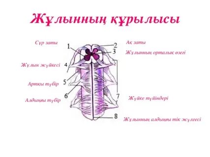 Мария Родригес, порно актриса