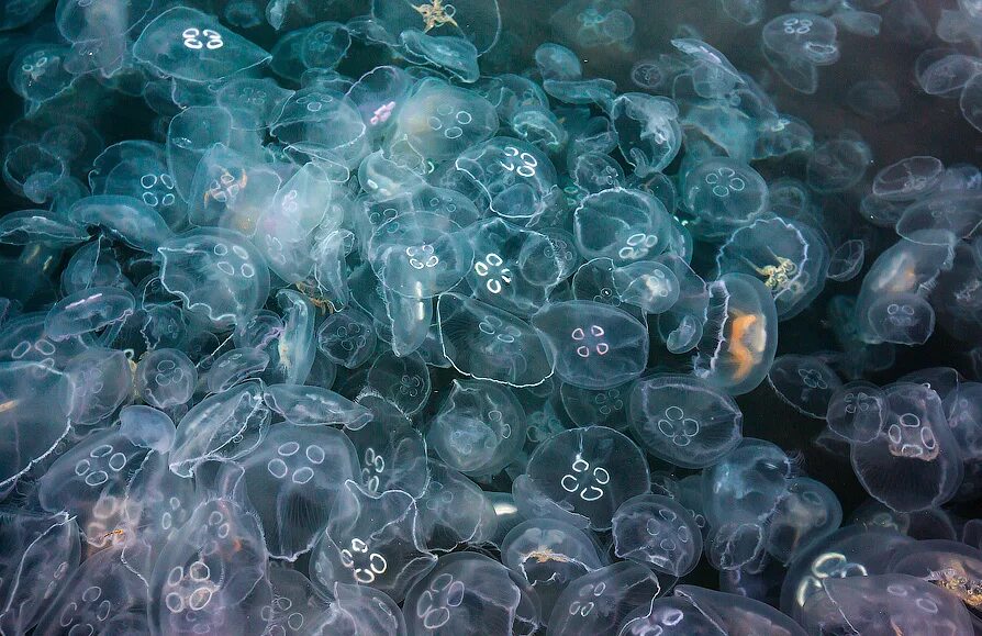 Почему много медуз. Много медуз. Стая медуз. Очень много медуз. Куча медуз.