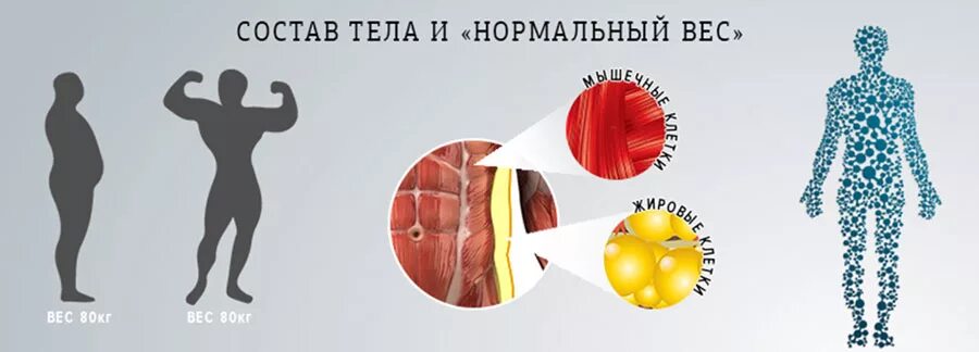 Определение состава тела. Состав тела. исследование состава тела. биоимпедансный анализ состава тела. компонентный состав тела.