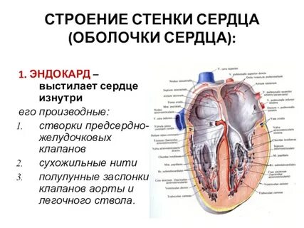 Как называется слой сердца