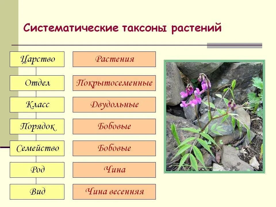 Растения родственных видов
